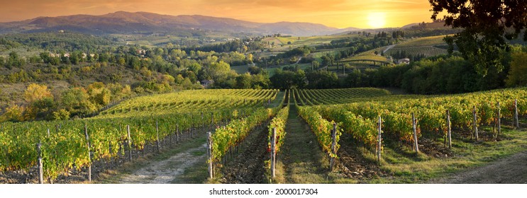 Beautiful vineyards in Tuscany at sunset near Greve in Chianti. Tuscany, Italy