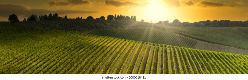 Beautiful vineyards in Tuscany at sunset near Mercatale in Chianti. Tuscany, Italy