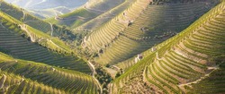 Beautiful Vineyards In The Valley Of The River Douro, Portugal, Portugal. Portuguese Port Wine.
Terrace Fields. Summer Season.