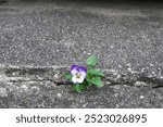 Beautiful viola flower on the roadside