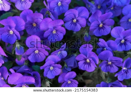 Beautiful violet blue pansies natural pattern. Bright backplate for spring and summer designs. Fresh flowers, environment conservation concept