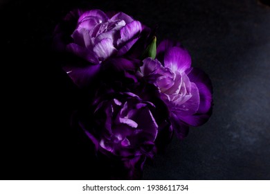 Hermosa flor clavel violeta