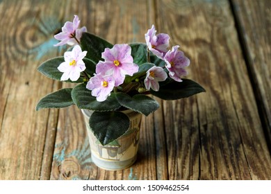 Beautiful Violet Chimera In A Pot