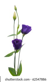 Beautiful Violet Flower Isolated On White.