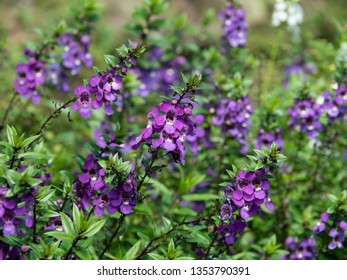 12 Angelonia Narrow Leaf Angelon Images, Stock Photos & Vectors ...