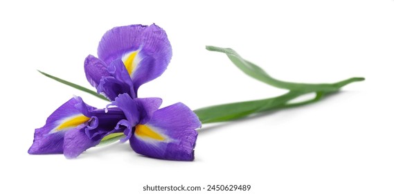 Beautiful violet iris flower isolated on white - Powered by Shutterstock