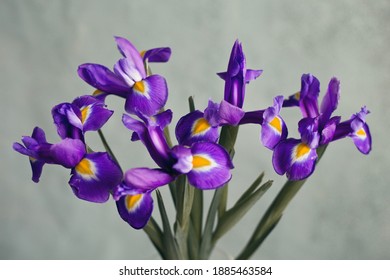 Beautiful violet iris flowers, close-ups