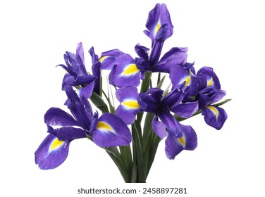 Beautiful violet iris flowers with water drops isolated on white - Powered by Shutterstock