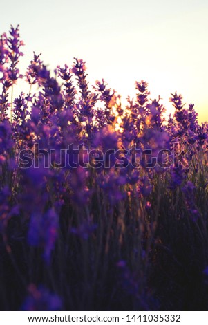 Similar – Image, Stock Photo pink flowers of calluna vulgaris in a field at sunset