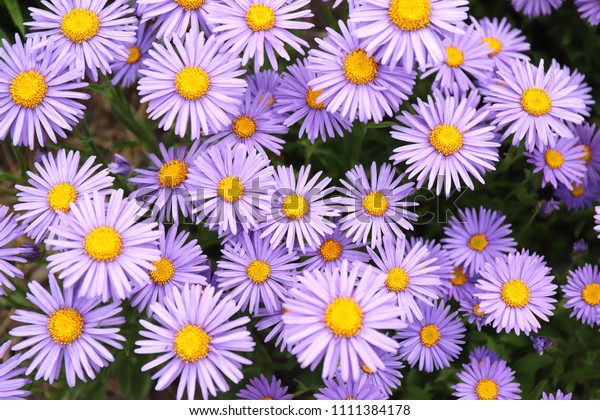 156 Pink Magic Aster Images, Stock Photos & Vectors | Shutterstock