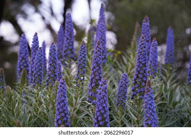 Beautiful Violet Long Flowers Golden Gate Park San Francisco