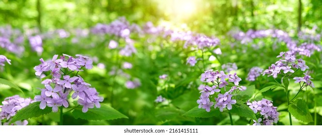 beautiful violet Lunaria rediviva flowers blossoming in forest, natural green background. Lunaria rediviva (Perennial honesty) decorative wild perennial herbaceous plant. spring summer season. banner