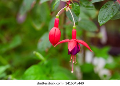 Beautiful violet and red fucshia flower