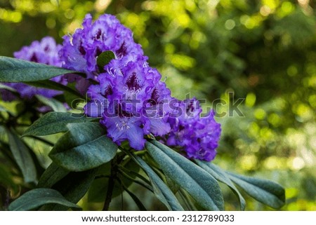 Beautiful violet rhododendron flower on the bush in the garden area