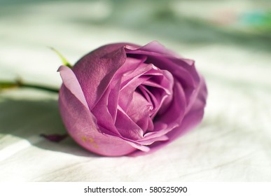 Beautiful Violet Rosebud Stock Photo 580525090 | Shutterstock