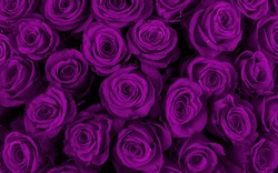 Beautiful Violet Roses, Floral Background.