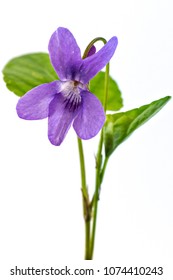 Beautiful Violet Spring Viola Flower, Viola Reichenbachiana, Dog Violet, With Branches And Leaves Isolated On White