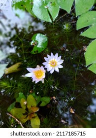 Beautiful Violet Waterlily In The  Backyard Garden Pond