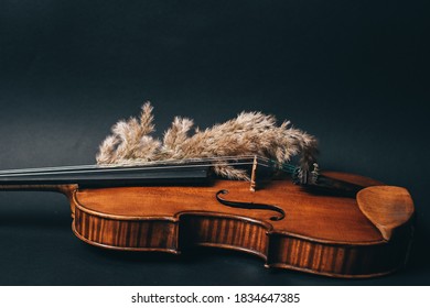 beautiful violin and dry pampas grass on black background