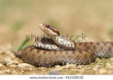 Similar – Image, Stock Photo brown Vipera berus close up