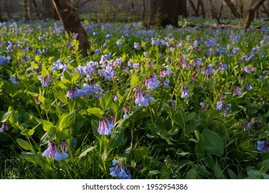 Beautiful Virginia Bluebells on the forest floor during a brisk spring morning.  Mertensia virginica (Virginia Bluebell) is a spring ephemeral plant native to Eastern North America. 