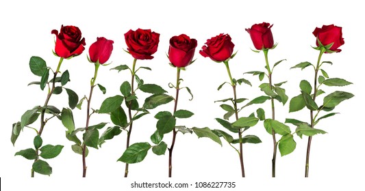 Flowers Different Petals High Res Stock Images Shutterstock