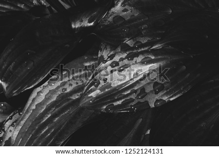 Beautiful vivid shiny dark grass with dew drops in modern contrast grayscale close-up with copy space. Pure monochrome greenery with rain drops in macro. Background of textured plants in rain weather.