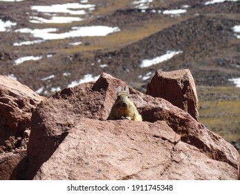 The Beautiful Vizcacha An Animal From The Chilean Andes Mountains, The Great Rodent In The Atacama Desert.                               
