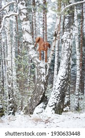 Beautiful vizsla dog climbed up and stands on the tree in winter forest