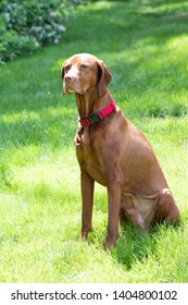 Beautiful Vizsla Dog Enjoying The Summer Outdoors Off Leash