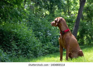 Beautiful Vizsla Dog Enjoying The Summer Outdoors Off Leash