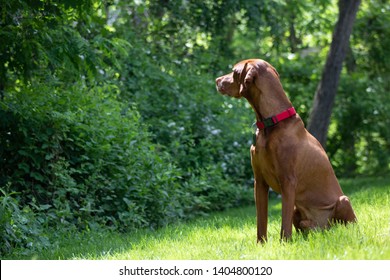 Beautiful Vizsla Dog Enjoying The Summer Outdoors Off Leash