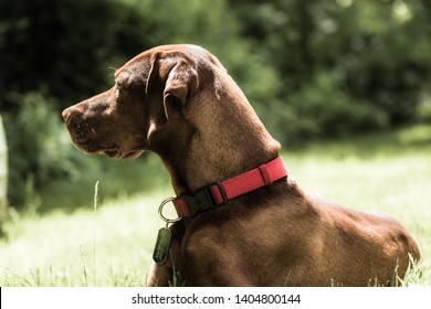 Beautiful Vizsla Dog Enjoying The Summer Outdoors Off Leash