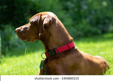 Beautiful Vizsla Dog Enjoying The Summer Outdoors Off Leash