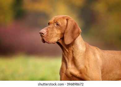 Beautiful Vizsla dog in nature