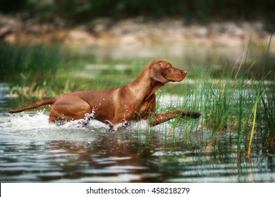 Beautiful Vizsla Dog Runs On Water