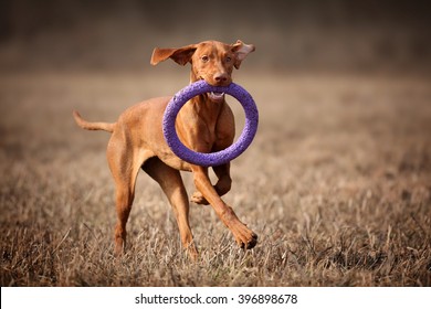 Beautiful Vizsla Dog Runs With A Toy