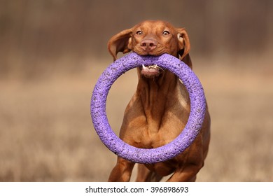 Beautiful Vizsla Dog Runs With A Toy