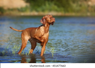 Beautiful Vizsla dog standing in water