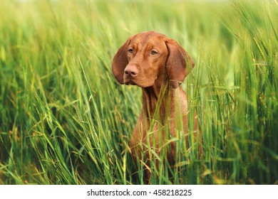 Beautiful Vizsla Dog In Tall Grass