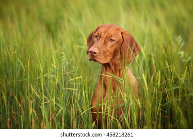 Beautiful Vizsla Dog In Tall Grass