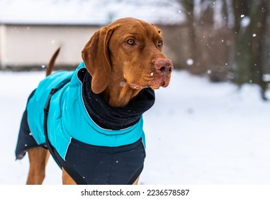 Beautiful vizsla dog wearing blue winter coat enjoying snowy day outdoors. Playful pointer dog wearing protective winter dog coat.