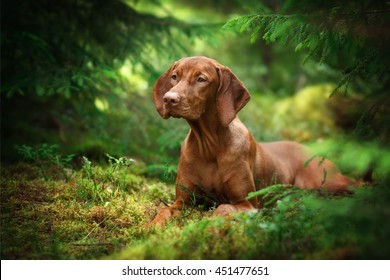 Beautiful Vizsla Dog In The Woods