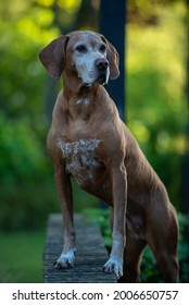 Beautiful Vizsla Hunting Dog On The Lookout