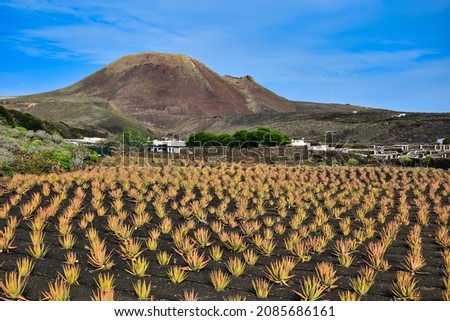 Beautiful volcanic landscape with a farm and a field of Aloe vera in front. Lanzarote, Canary Islands, Spain. Image taken from public ground.