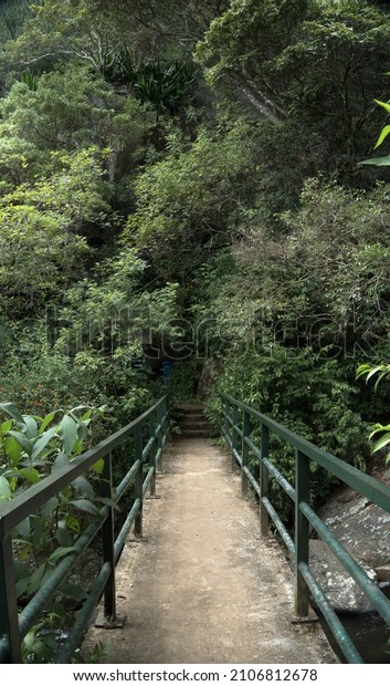 beautiful walking bridge in\
jungle