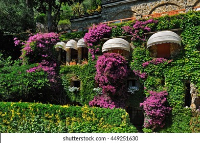 Beautiful wall overgrown bougainvillea with sun visors