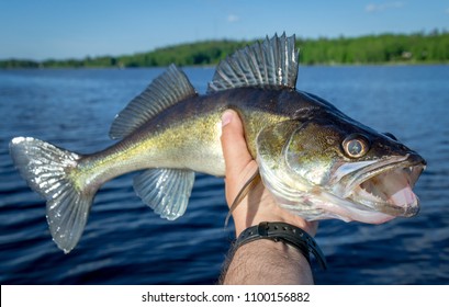 7,995 Walleye Images, Stock Photos & Vectors | Shutterstock