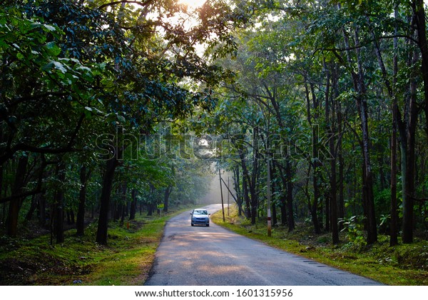 A\
beautiful wallpaper of a car traveling through the forest in\
Dandeli with sunlight peeking through the\
trees.
