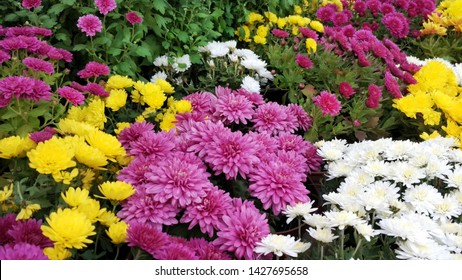 Beautiful Wallpaper of different chrysanthemum flowers. Nature Autumn Floral background. Chrysanthemums blossom season. Many Chrysanthemum flowers growing in pots for sale in florist's shop
